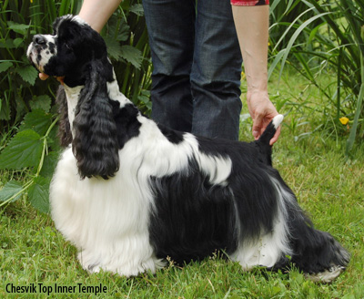 Американский кокер спаниель