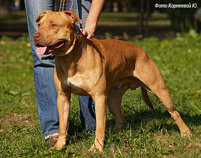 Американский пит буль терьер