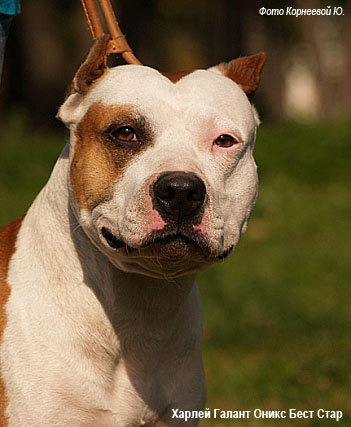Американский питбуль терьер