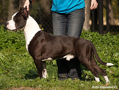 Американский питбуль терьер