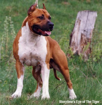 Американский стаффордширский терьер