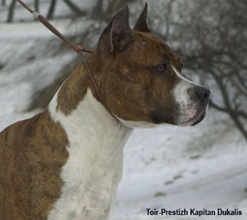 Американский стаффордширский терьер