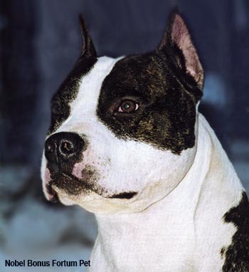 Амстаффорд