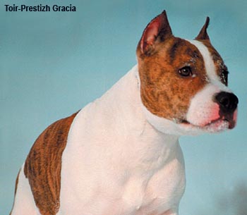 Американский стаффордширский терьер