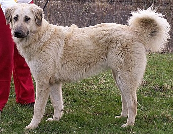 Анатолийский карабаш