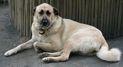 Анатолийский карабаш