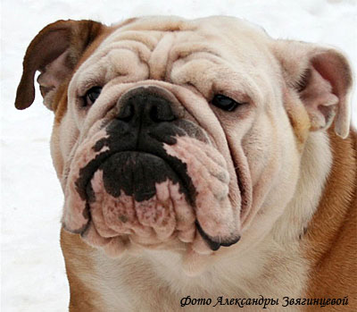 Английский бульдог