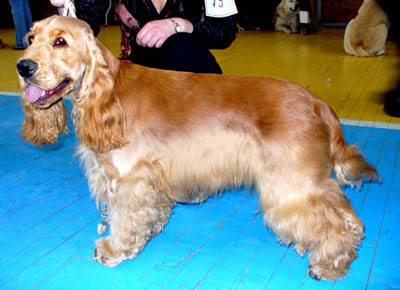 Английский кокер спаниель