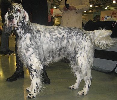 Английский сеттер