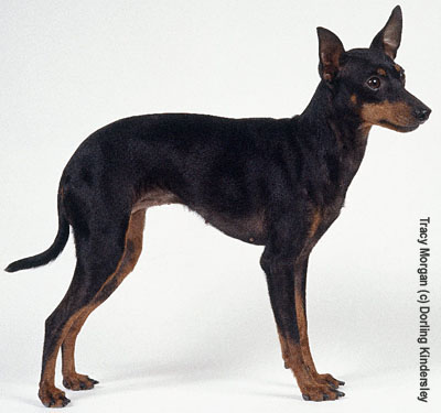 Манчестер той терьер