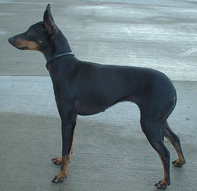 Английский той терьер