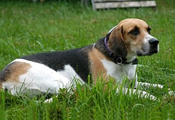 Английский фоксхаунд