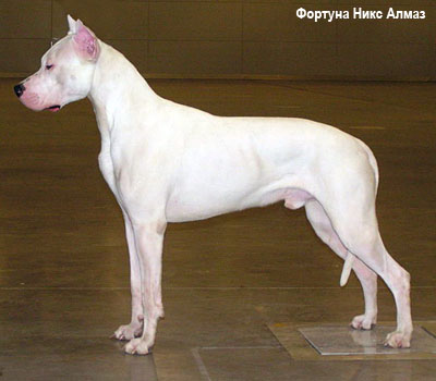 Аргентинский дог