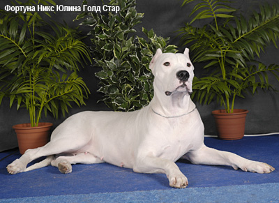 Аргентинский дог