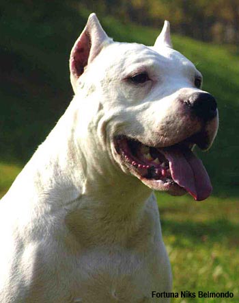 Аргентинский дог