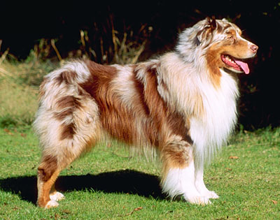 Австралийская овчарка