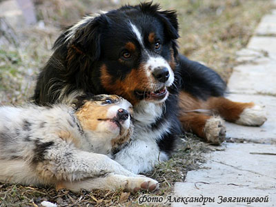 Австралийская овчарка