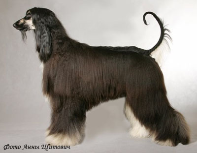 Афганская борзая