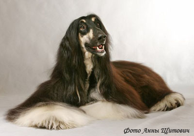 Афганская борзая