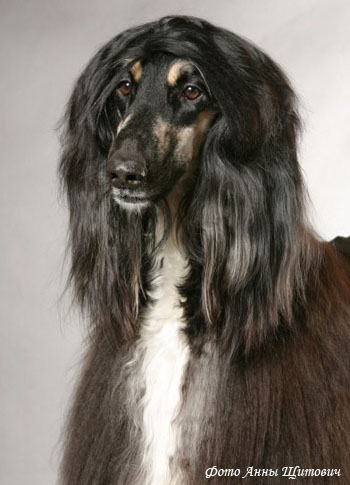 Афганская борзая