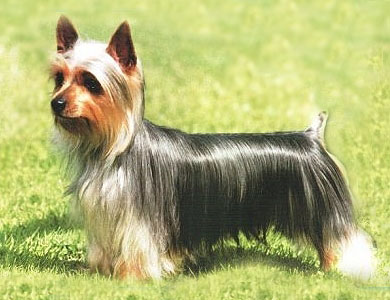 Австралийский шелковистый терьер