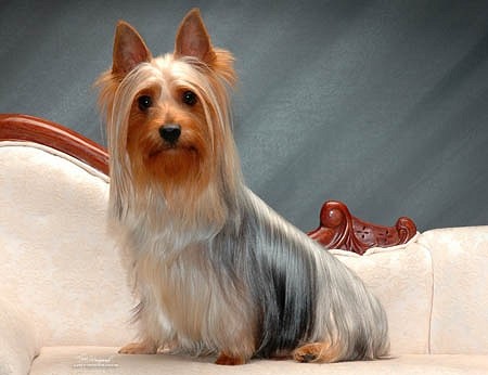 Австралийский шелковистый терьер