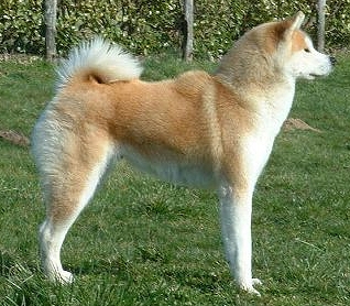 Акита Акита-ину Японская акита