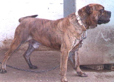 Испанский алано