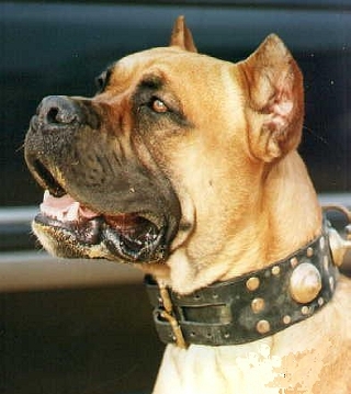 Алано Испанский алано