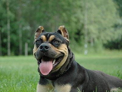 Алано Испанский алано