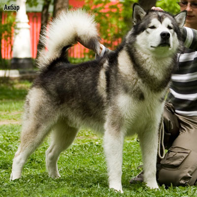 Аляскинский маламут