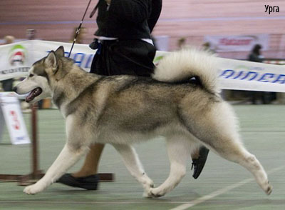 Аляскинский маламут