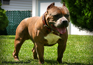 Американский булли