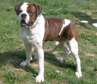 Американский бульдог