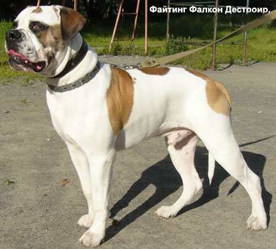 Американский бульдог