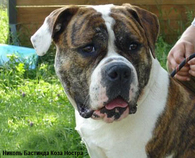 Американский бульдог