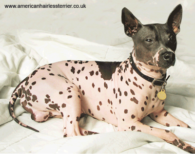 Американский голый терьер