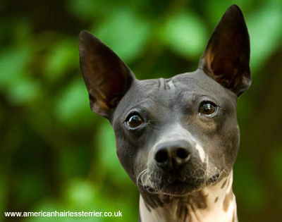 Американский голый терьер