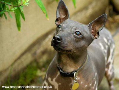 Американский голый терьер
