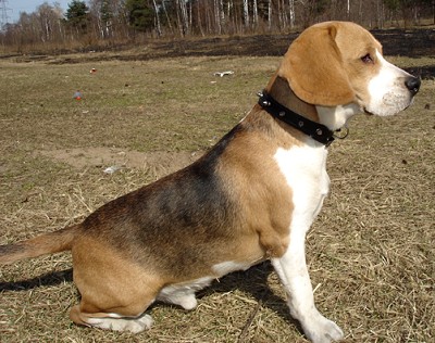 малая английская гончая