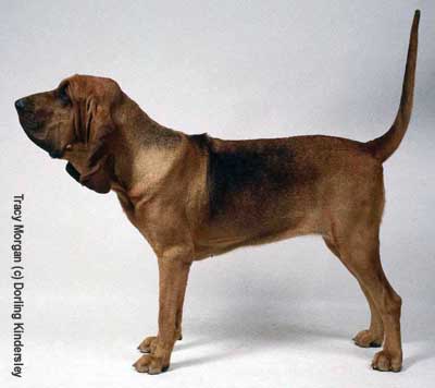 собака святого губерта