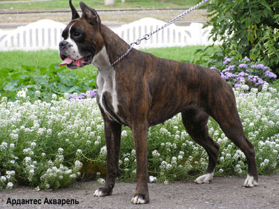 Немецкий боксер