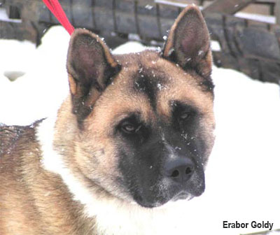 Большая японская собака