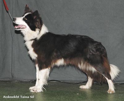 бордер колли