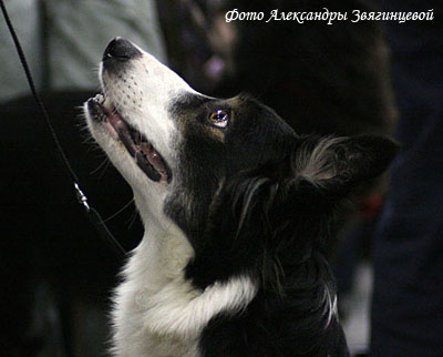 бордер колли