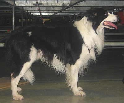 бордер колли