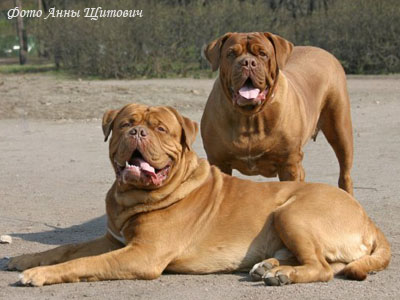 Французский мастиф