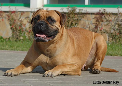 Бульмастифф