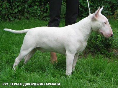 Английский бультерьер