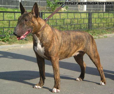 Бультерьер